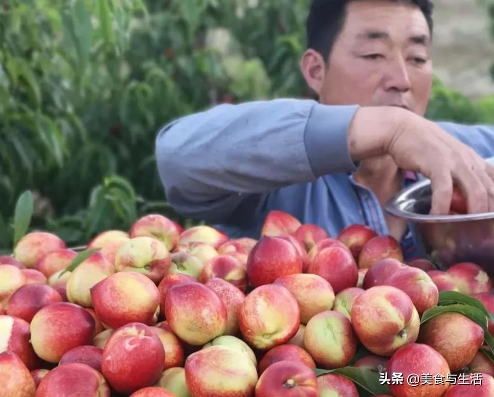 黄油桃采摘又脆又甜,攀枝花新鲜油桃哪家好