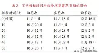 草莓育苗假植视频,草莓假植苗多少天能栽