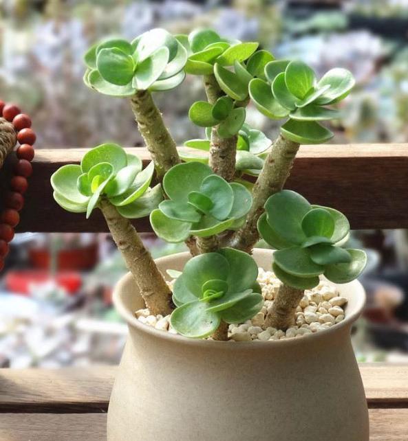 金钱木叶子发黄怎么补救最快,多肉金钱木叶子发黄的养护技巧