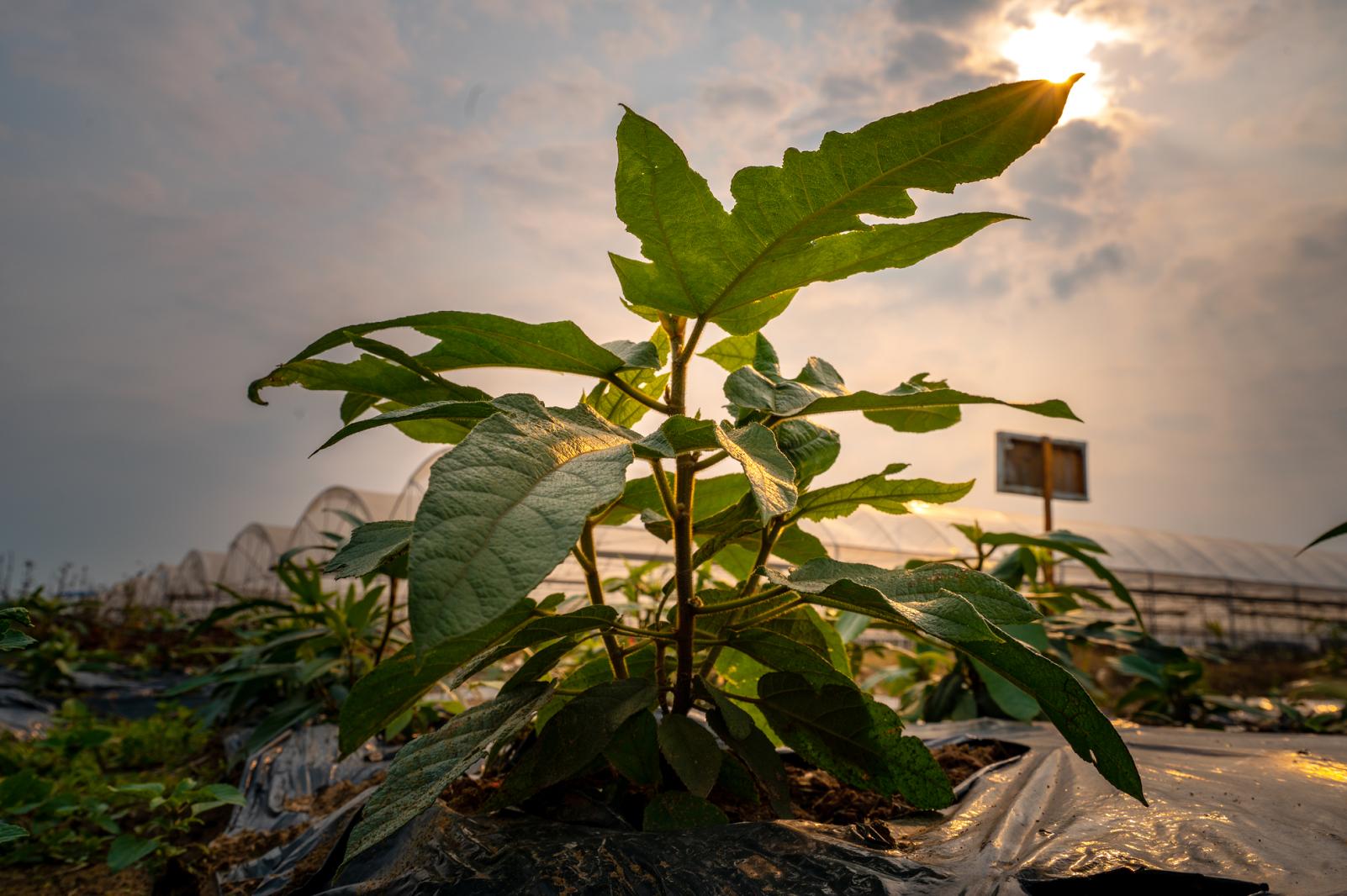 五指毛桃产业钦州,钦州灵山五指毛桃收购