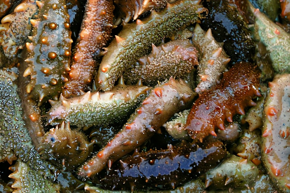 淡干海参价格大概多少钱一斤,淡干海参的价格多少钱一斤合适