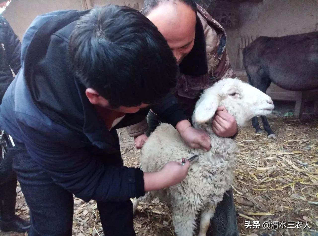 养羊困难怎么办,养羊亏损惨重