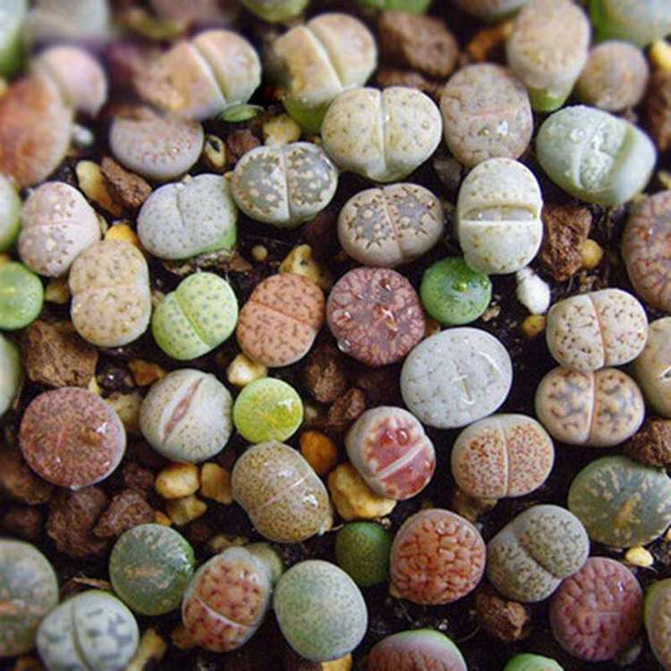 多肉植物生石花怎么繁殖,多肉植物生石花开花