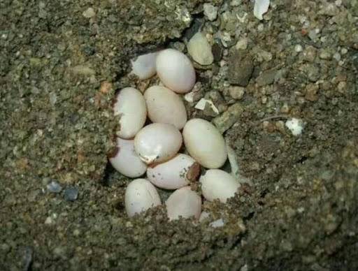 正在进化中的神奇物种,科学家发现的奇妙物种