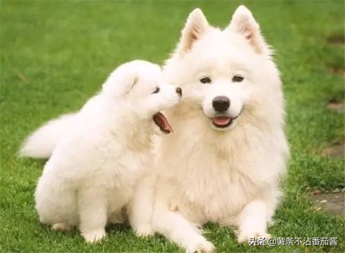 高颜值肌肉奶狗,什么样的小奶狗最可爱