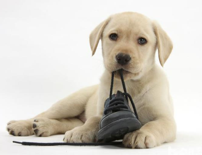 金毛幼犬为什么爱啃东西,为什么金毛幼犬容易病