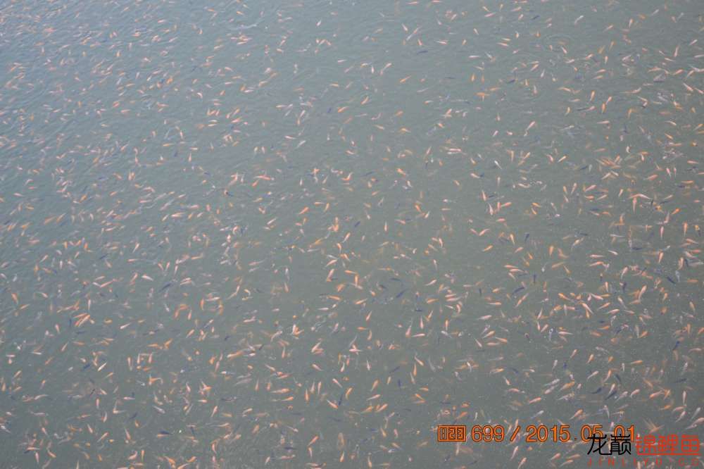 锦鲤苗成长,日本锦鲤水花苗成长