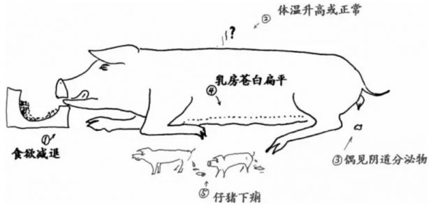 猪病讲解猪发烧,母猪乳房炎介绍