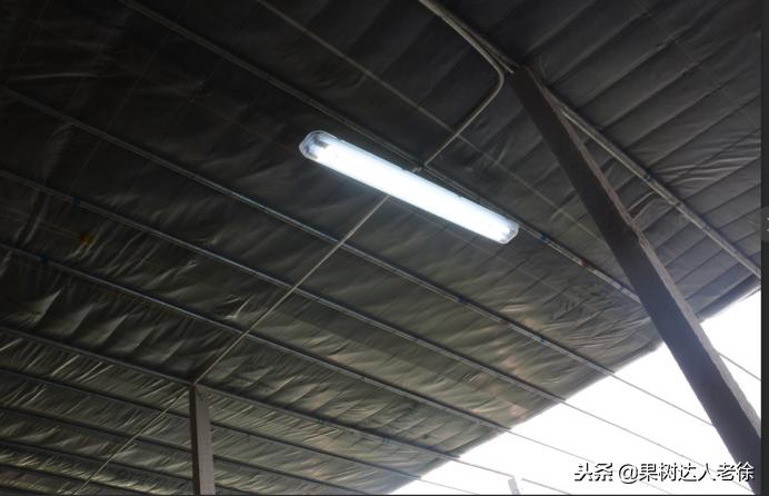 桃树开春管理视频,大棚桃花期用什么药