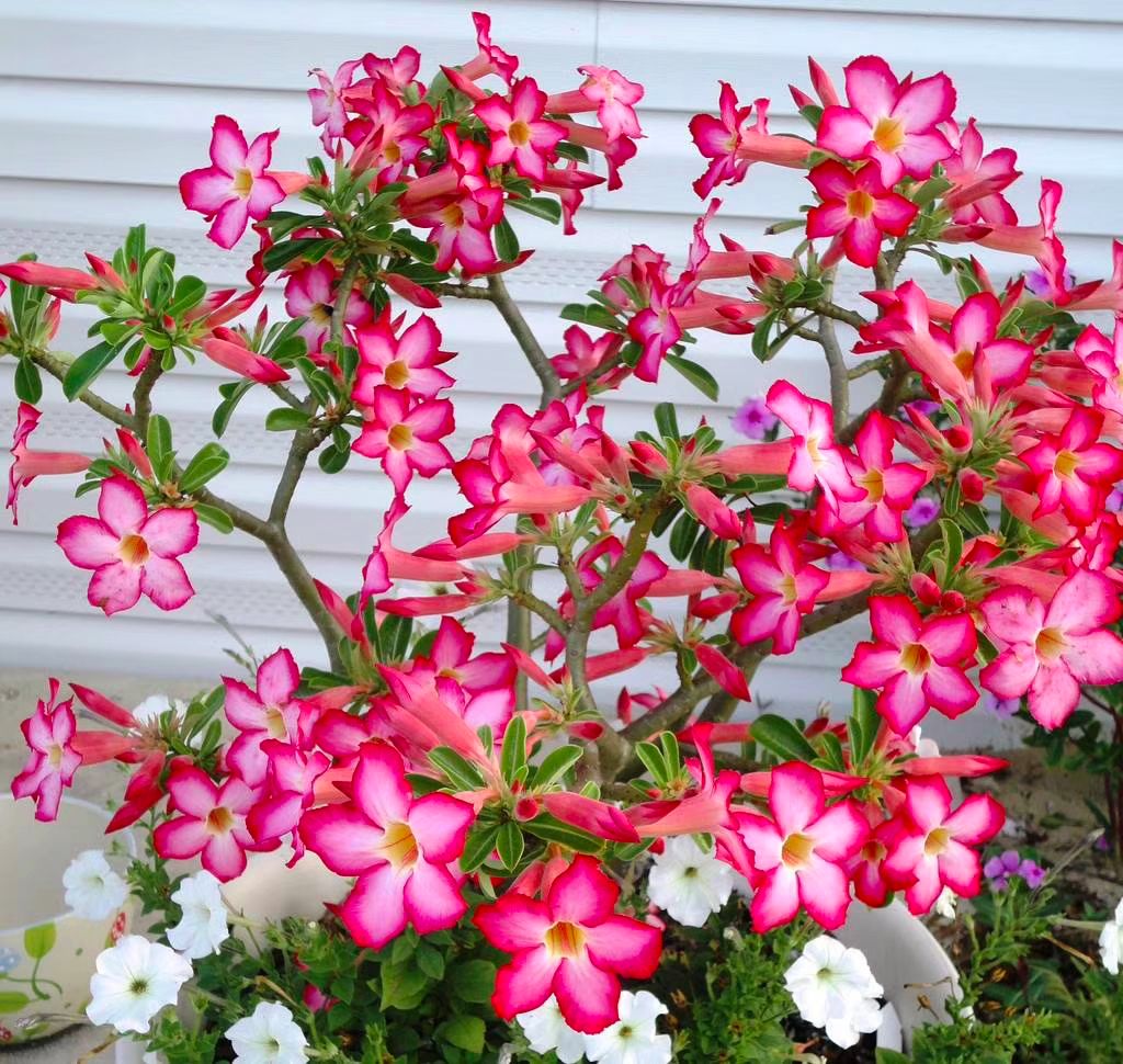 十大吸毒绿植排行榜,室内绿植吸毒王怎么养