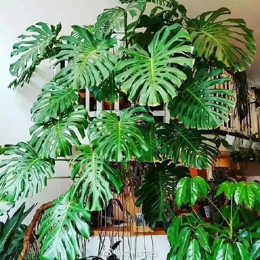 种什么蔬菜可吸甲醛,坪地吸甲醛的植物