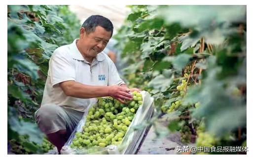 河北枣强乡村振兴发展新图景,枣强县改造规划