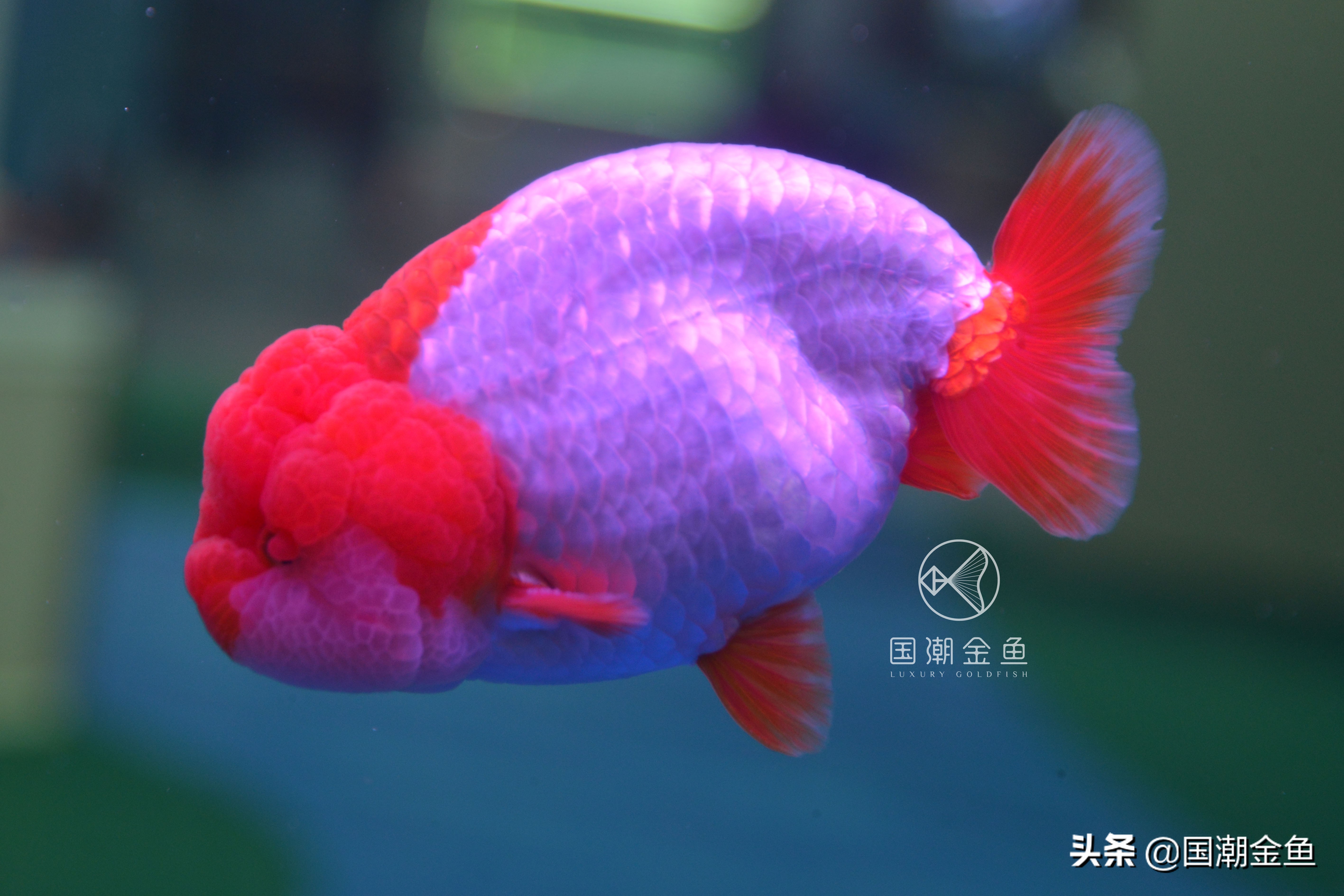 鱼病烂鳃用什么药,鱼病烂鳃是怎么样的