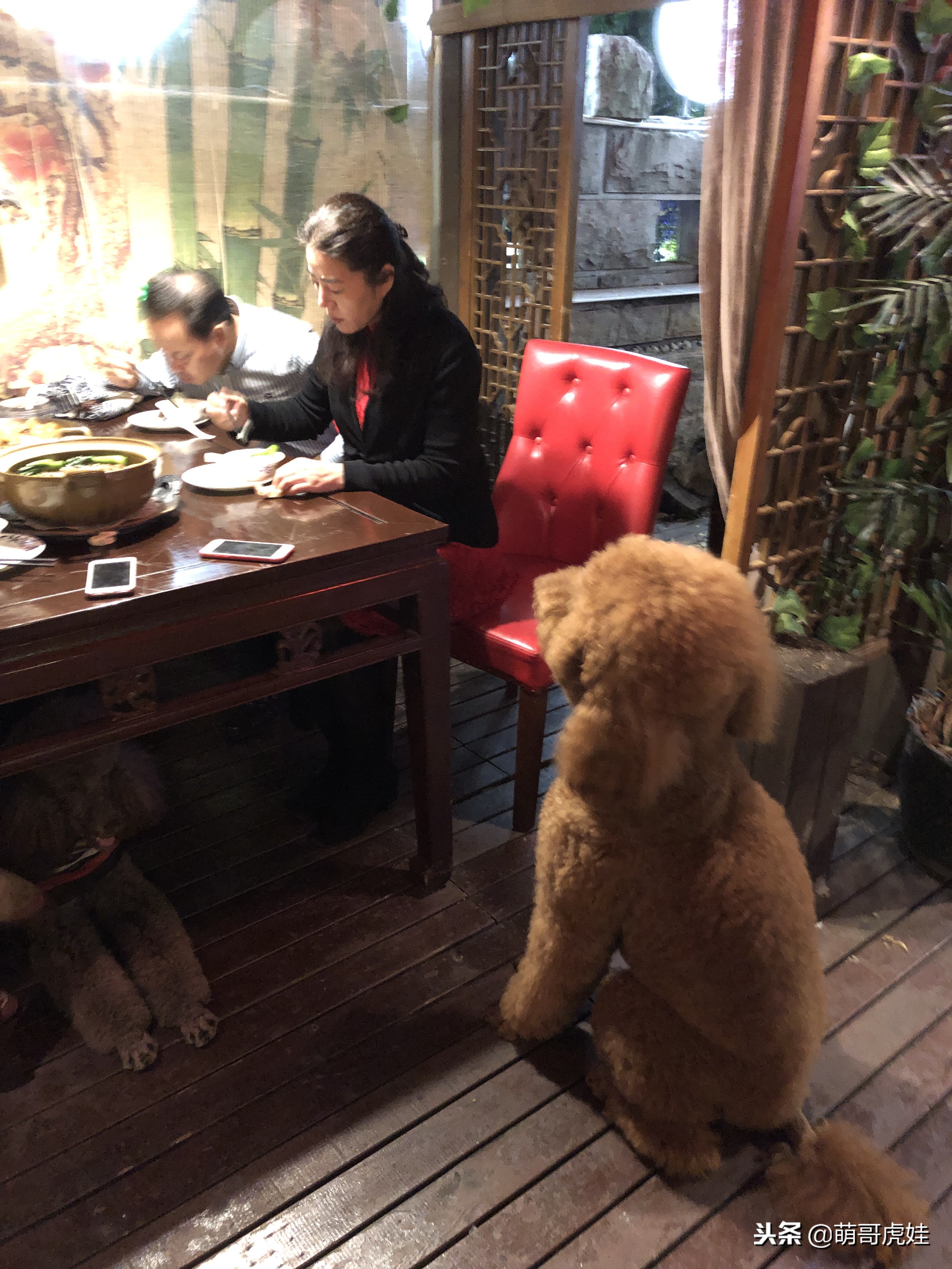 自从养了一只狗偷偷吃东西,自从养了狗偷吃东西都得偷偷摸摸