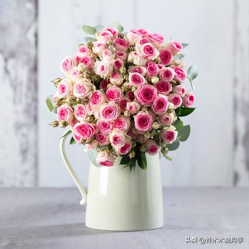 推荐一下多头月季花,100种月季品种大全