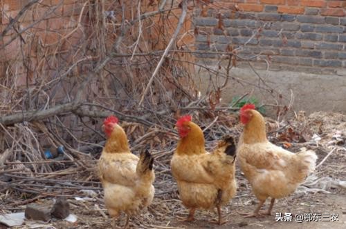 大山里货真价实的土鸡,货真价实农家土鸡