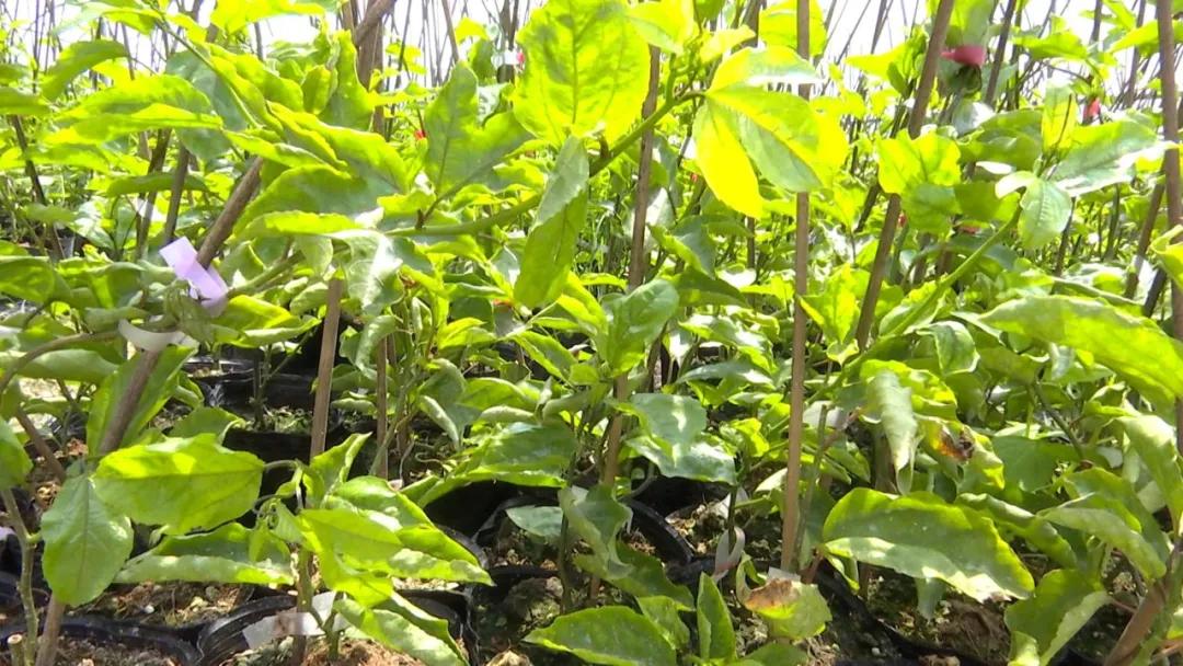 长泰的发展趋势,长泰发展前景怎么样