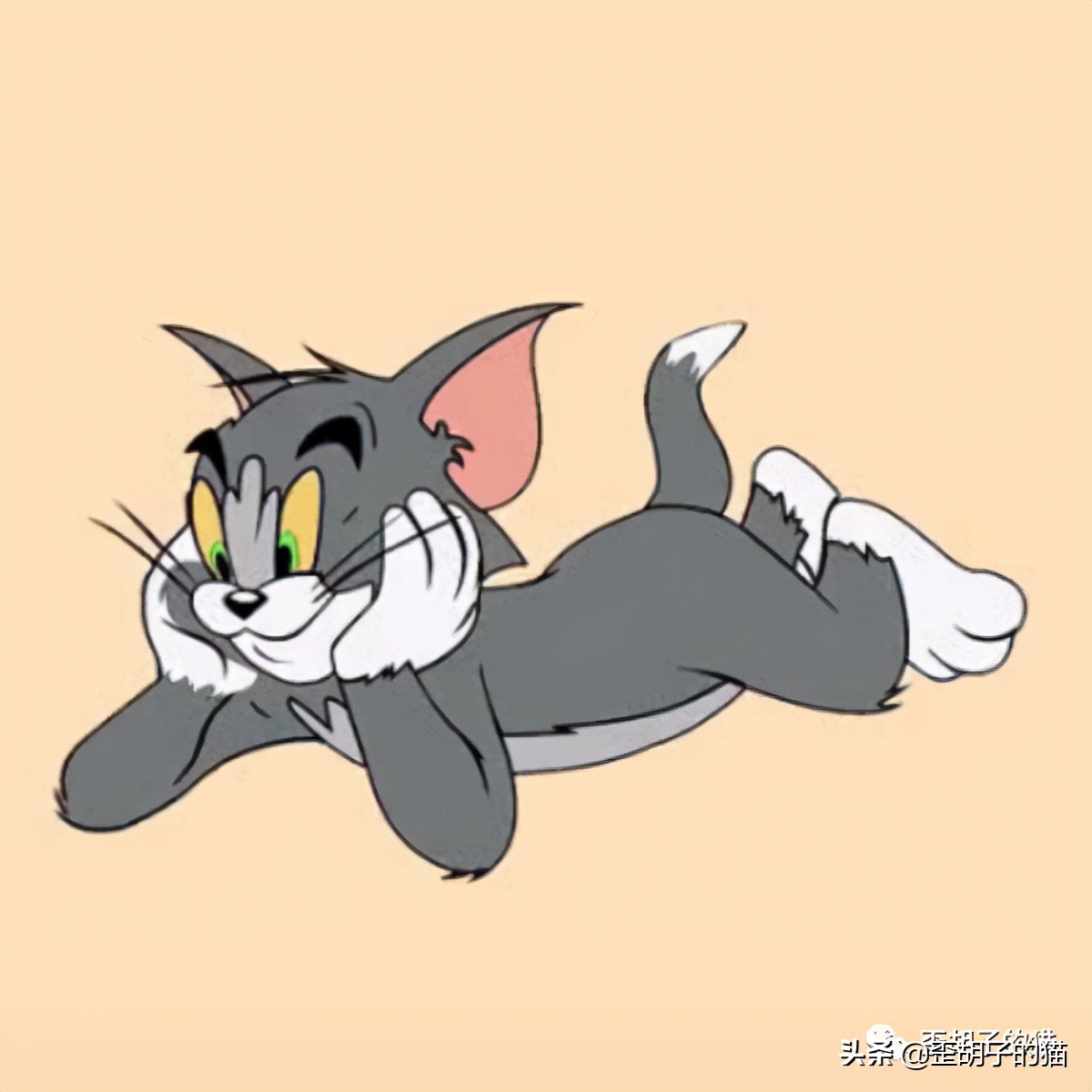 「歪胡子的猫」盘点中美日动漫中的猫咪现实中的样子