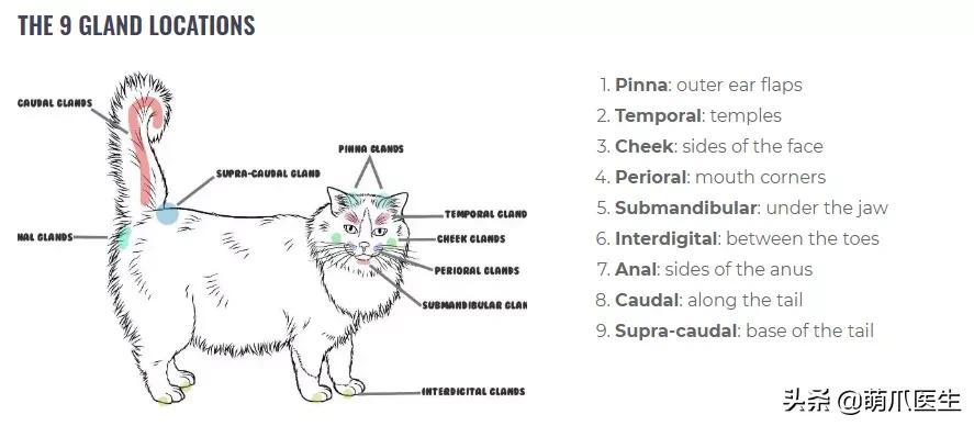 猫味道大是为什么,猫的味道和气味有什么区别