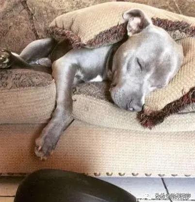 比特犬把哈士奇按在地上,比特犬把小崽叼给主人视频