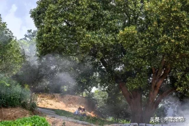 安徽金寨有棵千年“桂花王”，为国内发现最大的桂花树