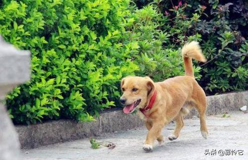 狗狗走丢了是家运不好吗,狗狗走丢了怎么办