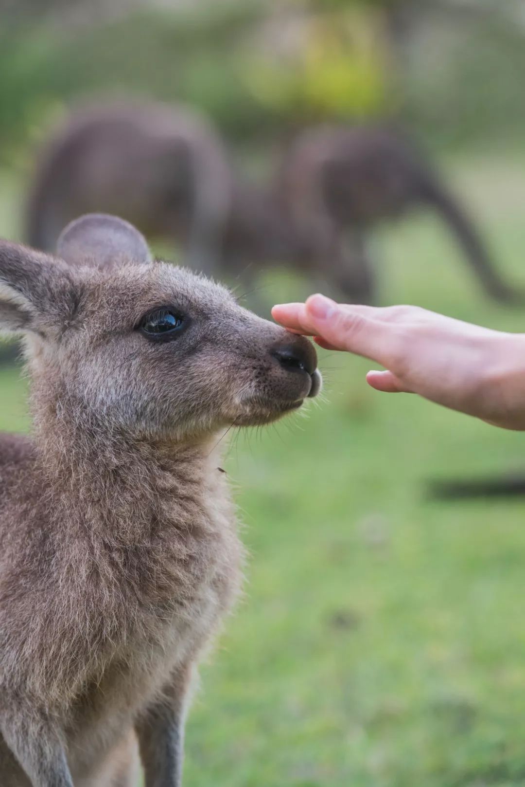 悉尼到阿德莱德自驾游,澳大利亚阿德莱德悉尼距离