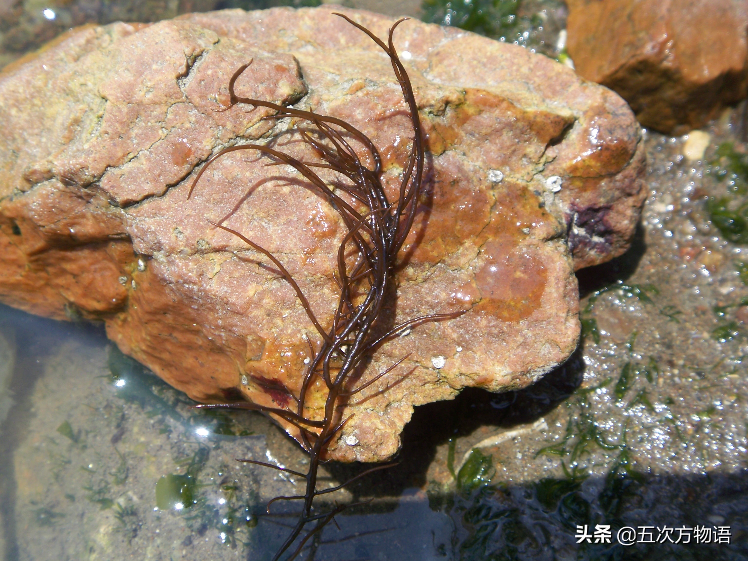 海里的食用藻类图片,青岛海边常见的生物