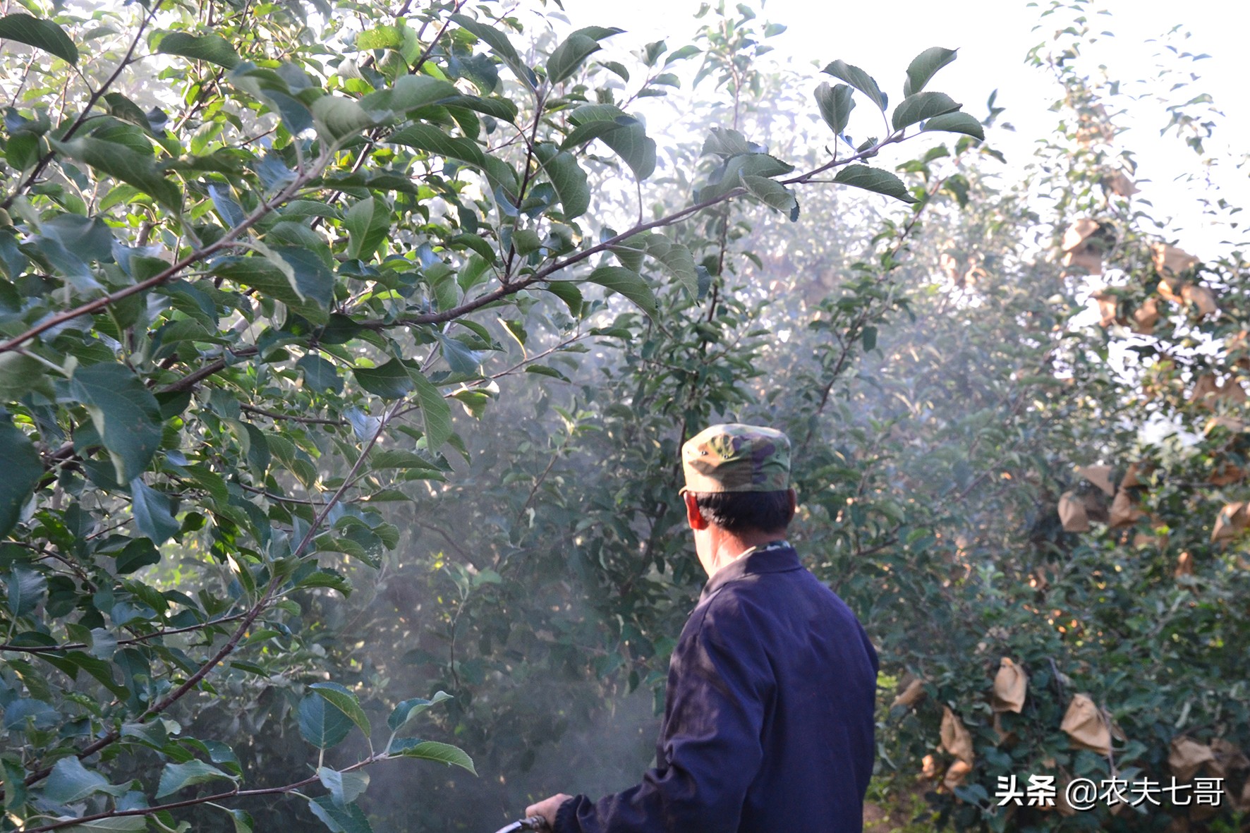 红将军摘袋最佳时间,红富士摘袋后打什么药最好