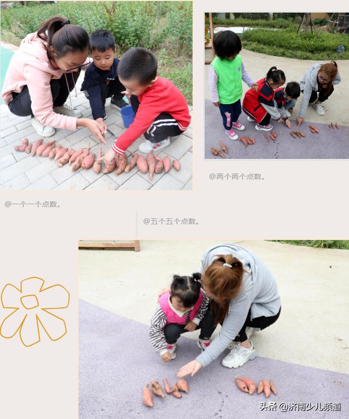 幼儿园红薯生成课活动方案,幼儿园科学教案红薯的成长过程