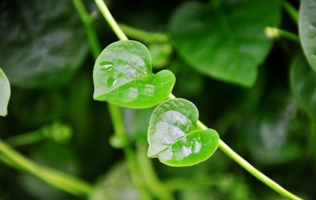 有缘的人,一眼倾心就书写了相思漫卷的爱意