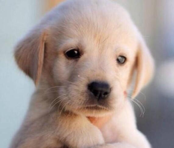 新手养拉布拉多需要注意什么问题,养拉布拉多需要注意什么呢