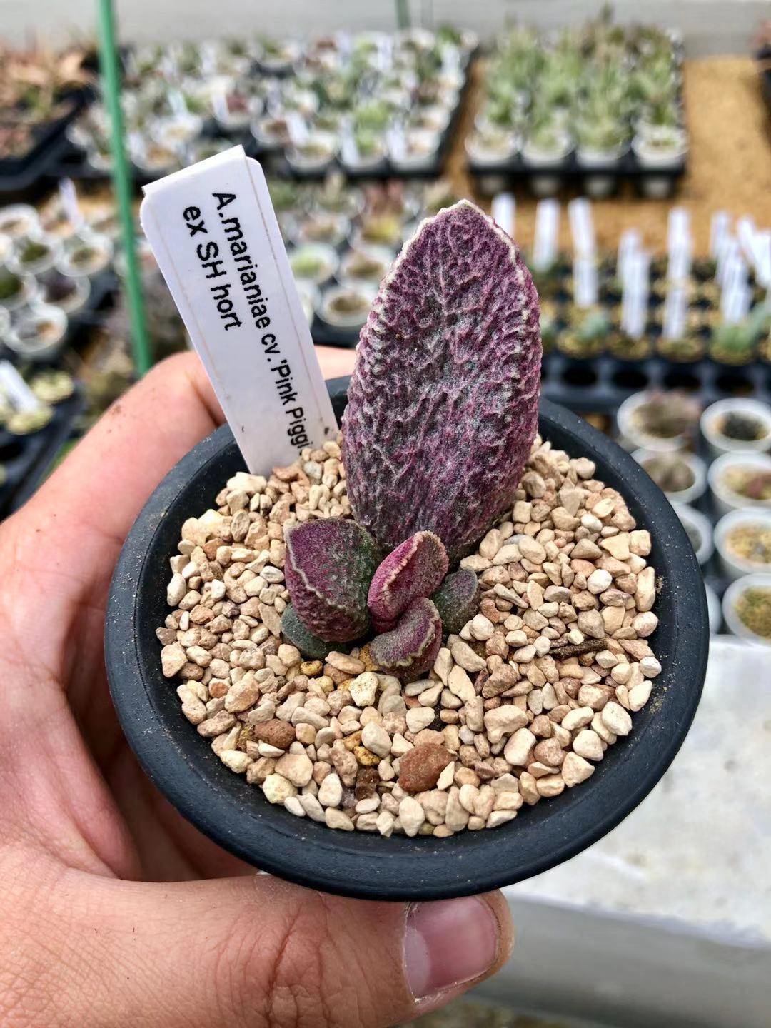 全部水泡类多肉,水泡多肉耐冻不