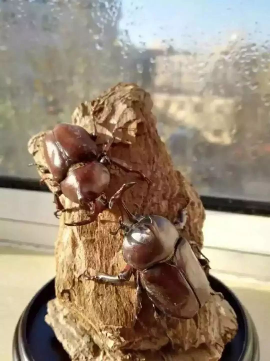 山野自然酷虫酷玩，玉米娃娃，一场自然与艺术融合的秋日盛宴