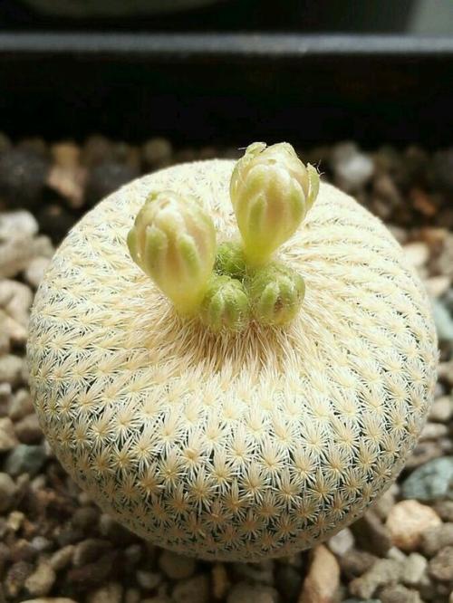 101仙人球,101个仙人球品种