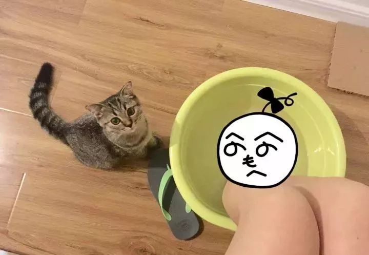 一个人养猫有什么烦恼,一个人生活养只狗靠谱吗