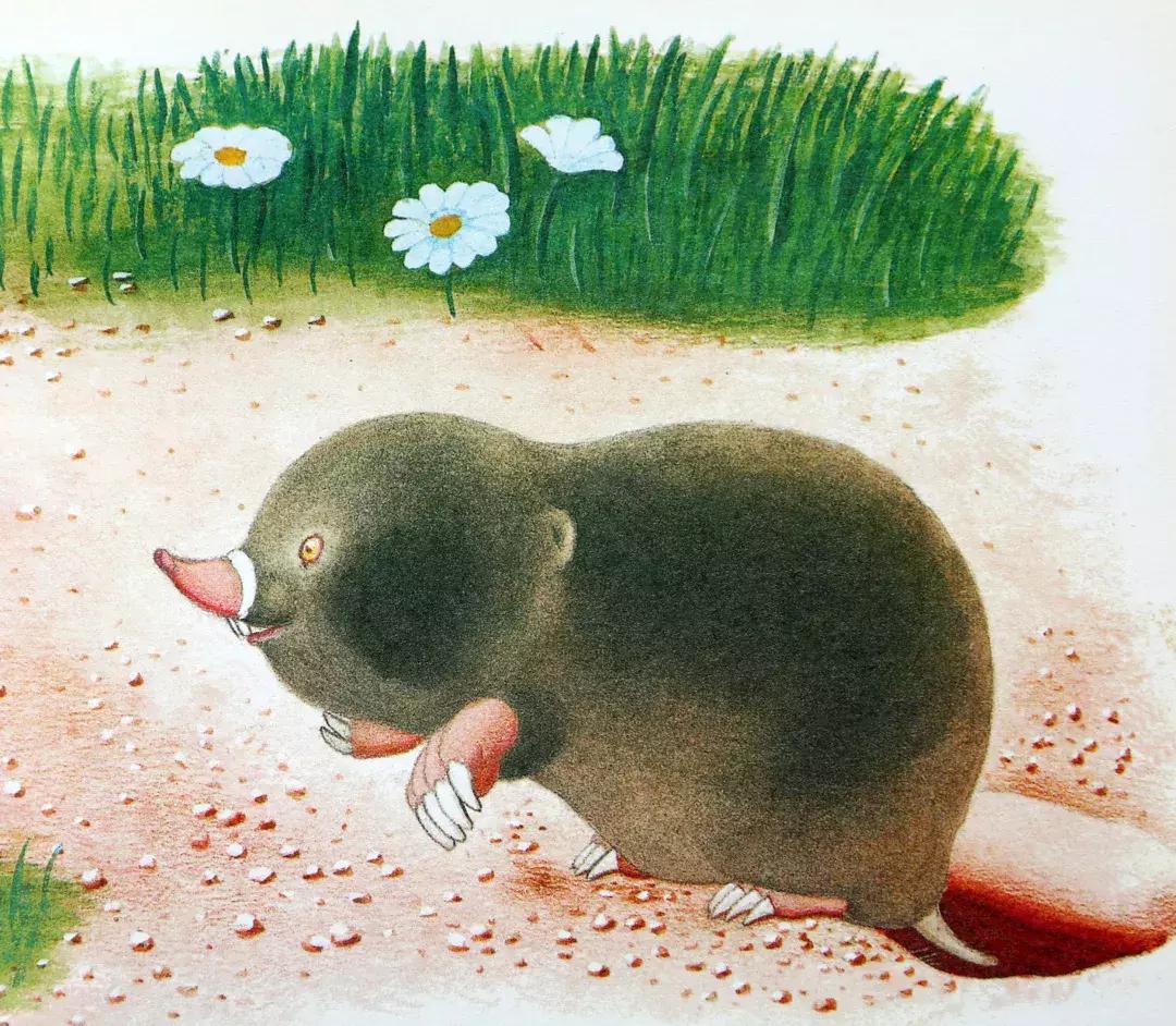 为什么要看绘本羞答答的小猫,幼儿绘本孤独的小猫推荐理由