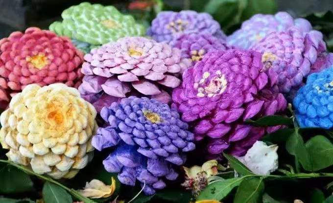 永不凋谢的松果花,永远不会凋谢的花朵