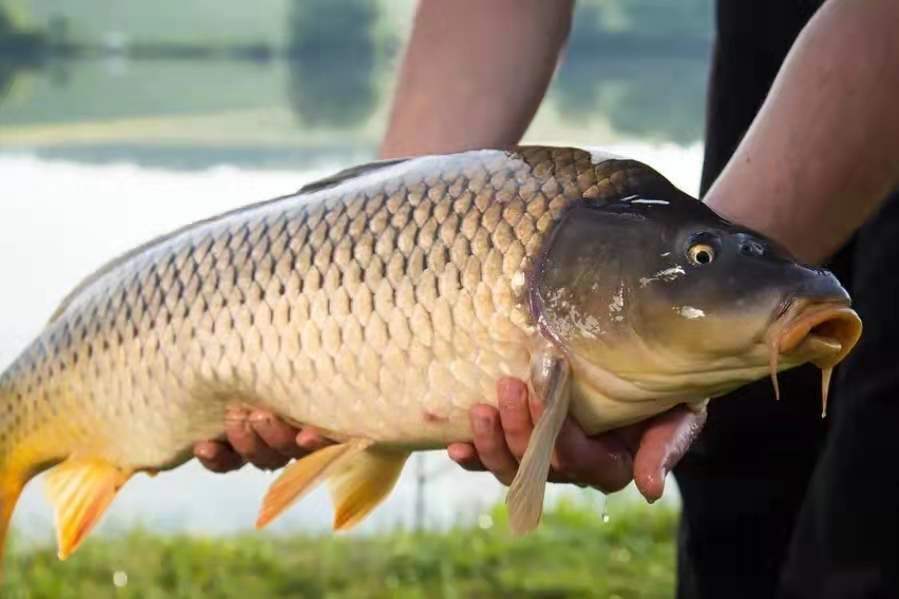 20年钓鱼技巧,夏钓草鱼最佳打窝方法