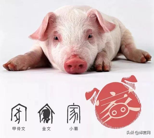 猪年的十二生肖的运势,1971猪年60岁好运运势