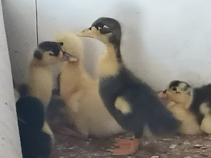 人工孵化鸭子怎么养,鸭子孵化详细全过程