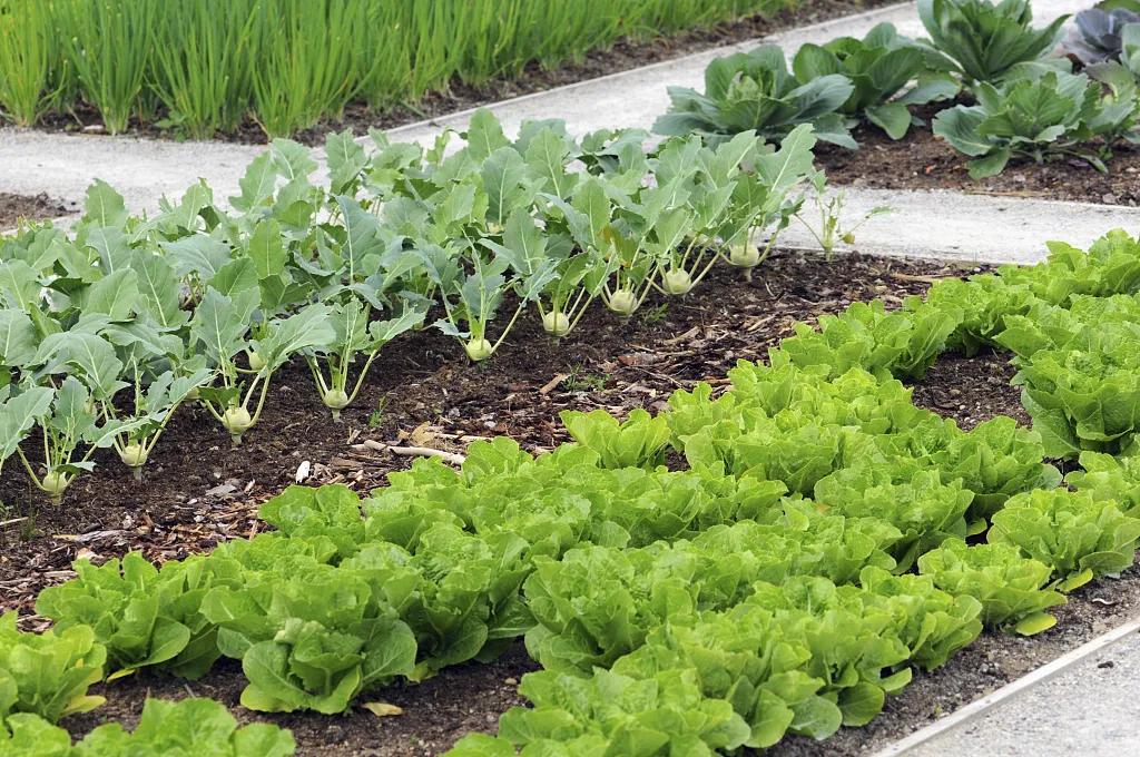 中国的种菜天赋要多离谱,中国种菜天赋惊呆外国人解说