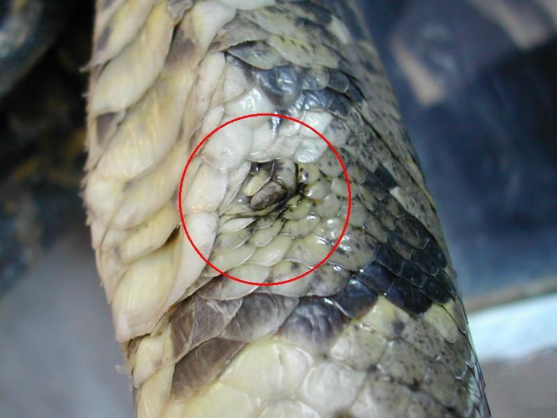 40斤大蟒蛇潜入村民养殖场,60斤巨蟒可以吞下人吗