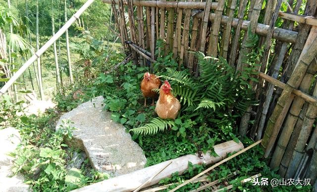 祛风散寒煲什么汤,煲什么汤祛风散寒