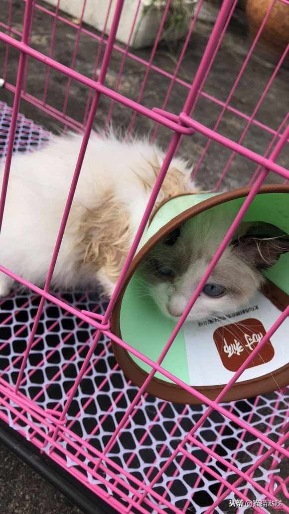 小猫得了猫癣怎么治好得快,小猫得了猫癣能治好吗