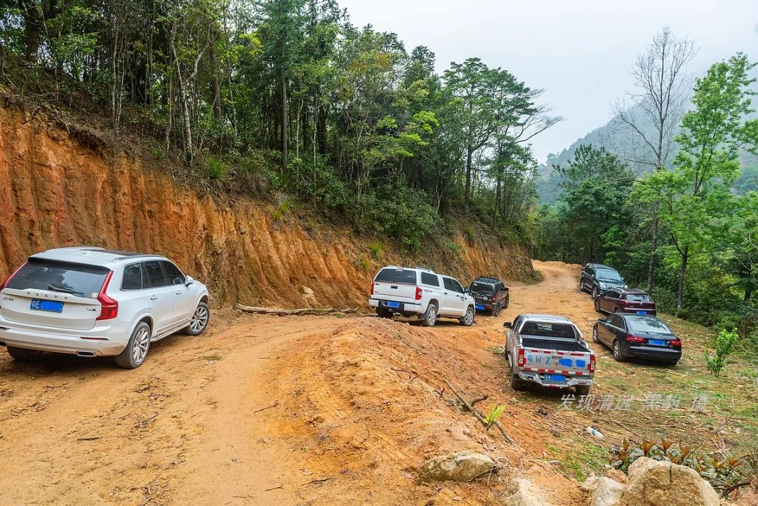在天露山杜鹃花海丛中劲跳广场舞，这帮广东大妈又火了
