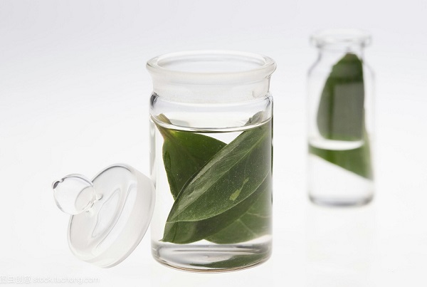 金钱树的扦插时间与方法,金钱树用叶子怎么培植