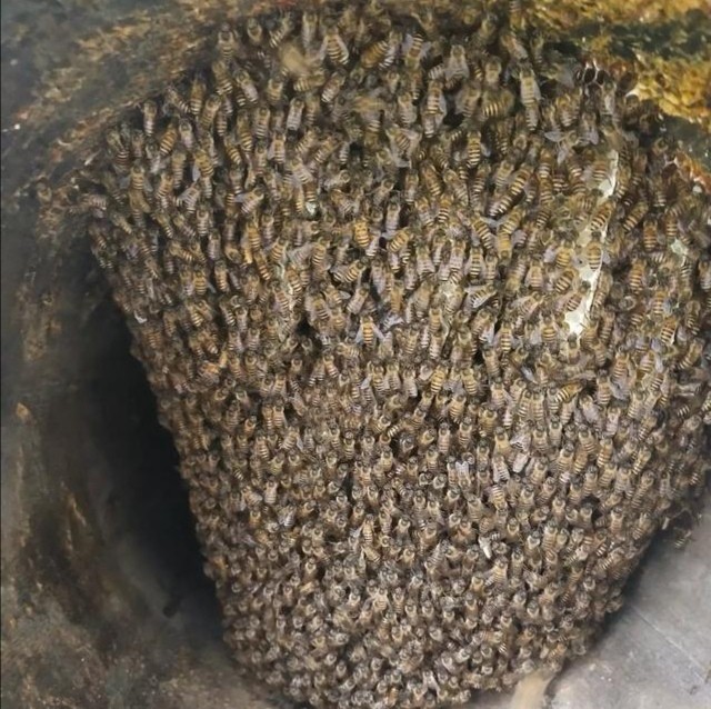 两窝蜂合一窝为什么老在蜂箱外,蜂群在箱里下面结团是什么原因