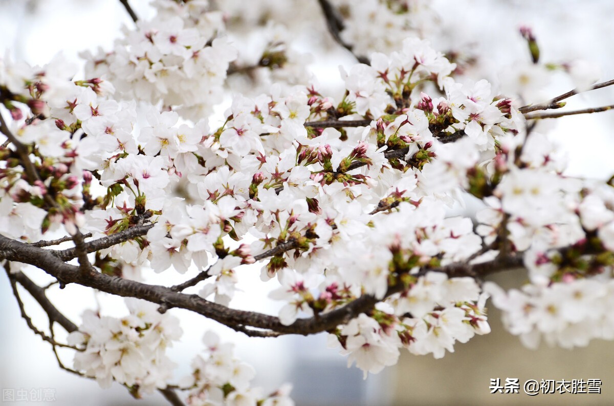 唐诗宋词里的樱花,唐诗描写樱花的诗句