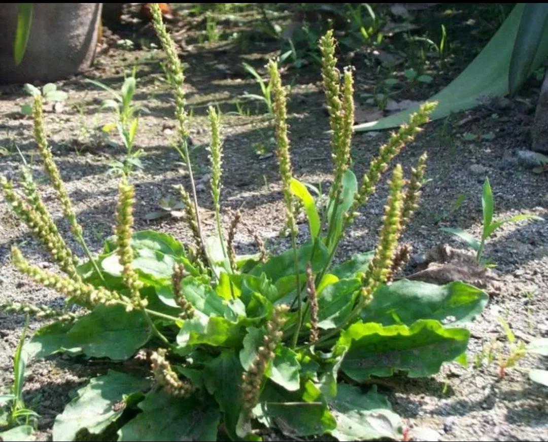 野生植物类中药一览表,民间中药植物